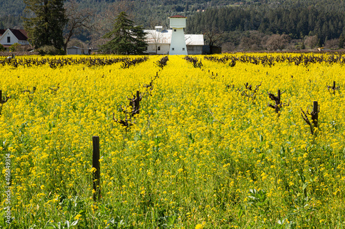 Closeup daytime photo of a field of mustard flower growing in a vineyard in Napa Valley, California. Yellow rows of flowers leading to a white water tower in the distance with green hills and blue sky