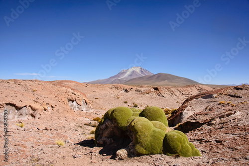 Yareta (llareta) (Azorella compacta), growing in the high dester, Salar de Uyuni, Bolivia photo