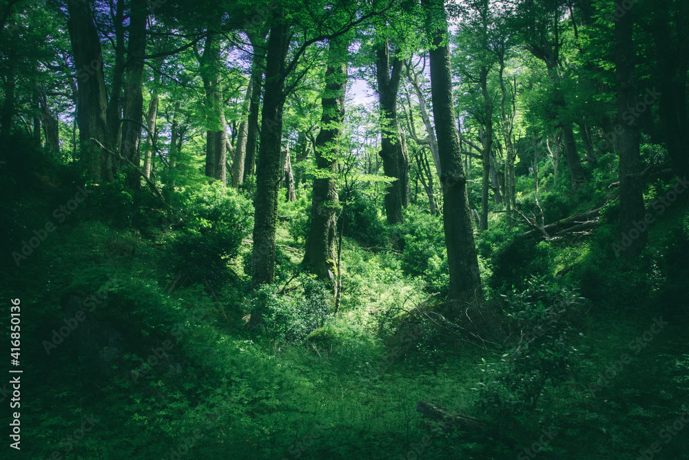 Obraz premium forest in the morning