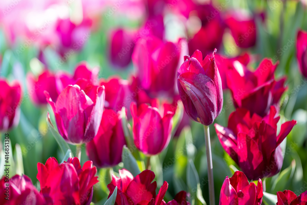 Beautiful bouquet of tulips. colorful tulips. nature background Beautiful bouquet of tulips. colorful tulips. nature background