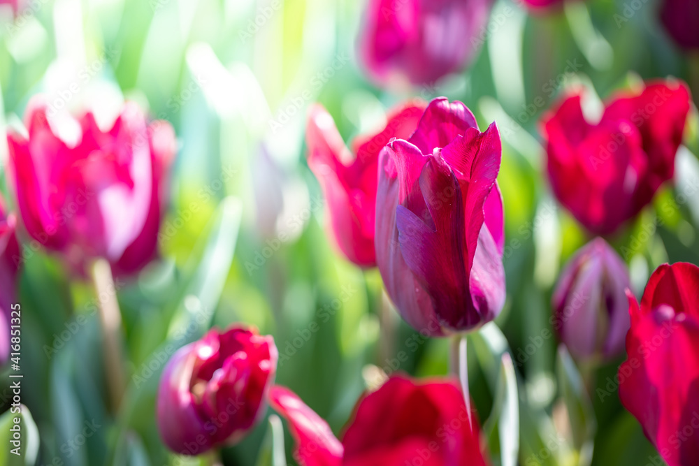 Fototapeta premium Beautiful bouquet of tulips. colorful tulips. nature background