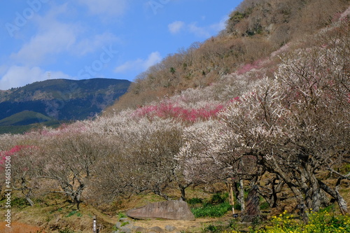 湯河原梅林の梅の花 神奈川県