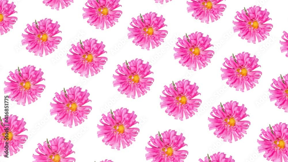 purple garden flowers slowly rotate on a white background. abstract animated background. 3d render purple garden flowers slowly rotate on a white background. abstract animated background. 3d render