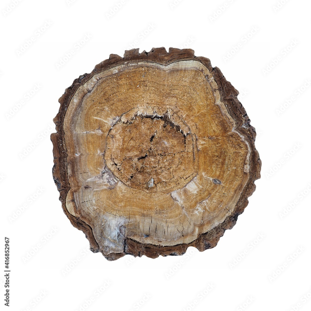 tree trunk section isolated over white tree trunk section isolated over white