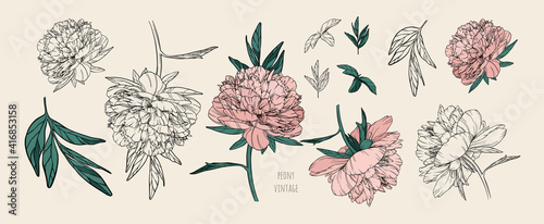 Set of vector vintage peonies with dark strokes on a brown background. Soft pink and black and white flowers. Imitation of a hand drawing on old craft paper. Elements for packaging and banners design.