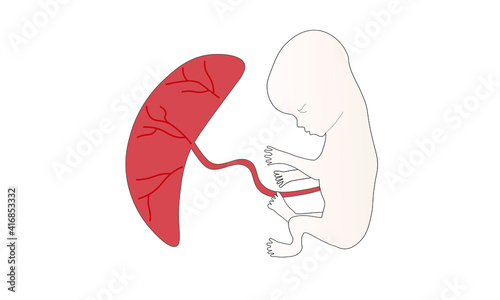 Baby and placenta 