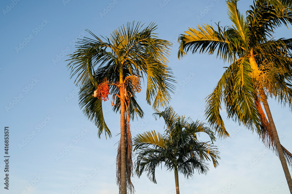 Carpentaria acuminata, commonly known as the carpentaria palm, with a