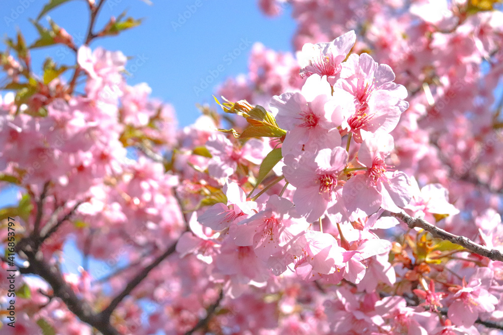 桜 さくら サクラ ピンク 春 かわいい 花見 美しい きれい 入学 卒業 