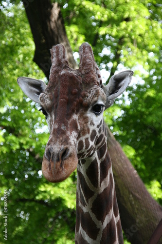 Photography portrait of a giraffe