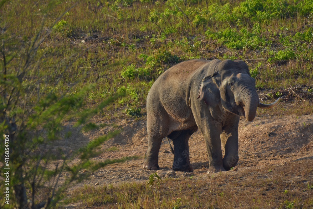 An elephant that drives secret secretions from the gland opening on the