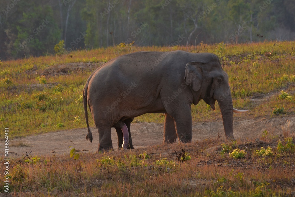An elephant that drives secret secretions from the gland opening on the