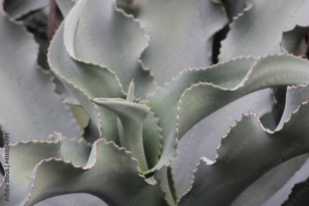 Fototapeta premium Agaves close up