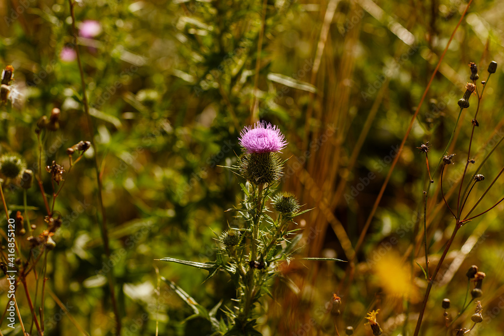 Obraz premium flowers in the field