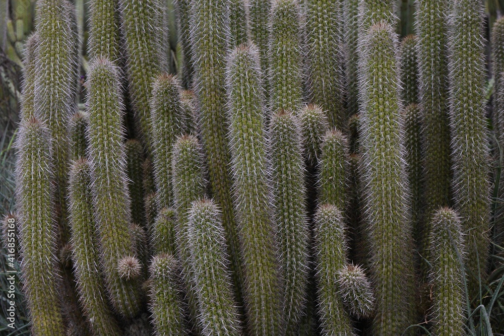 cactus in desert cactus in desert