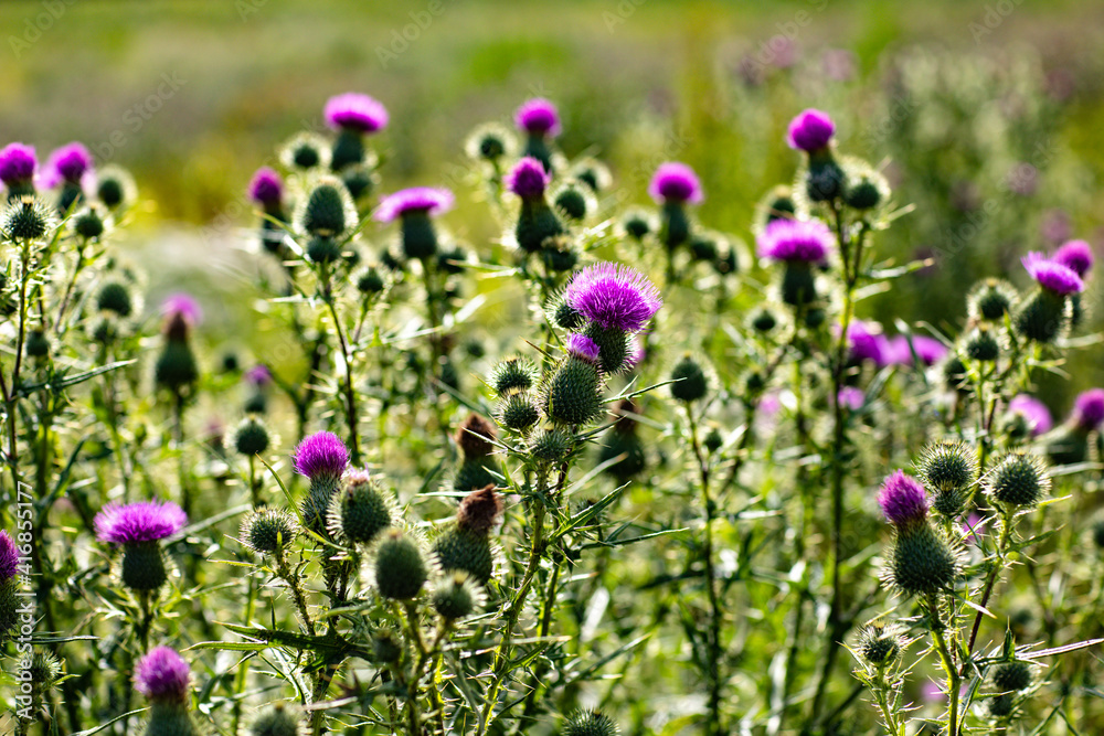 Obraz premium field of flowers