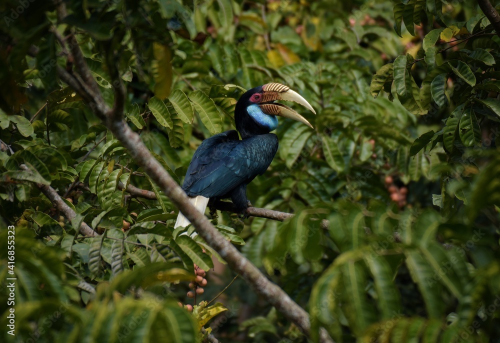 Fototapeta premium The golden hornbill is 75-100 cm long, the male weighs 1.8-3.65 kg, the female weighs 1.36-2.7 kg. Male and female can be observed by the color of the throat. The male's neck is yellow.