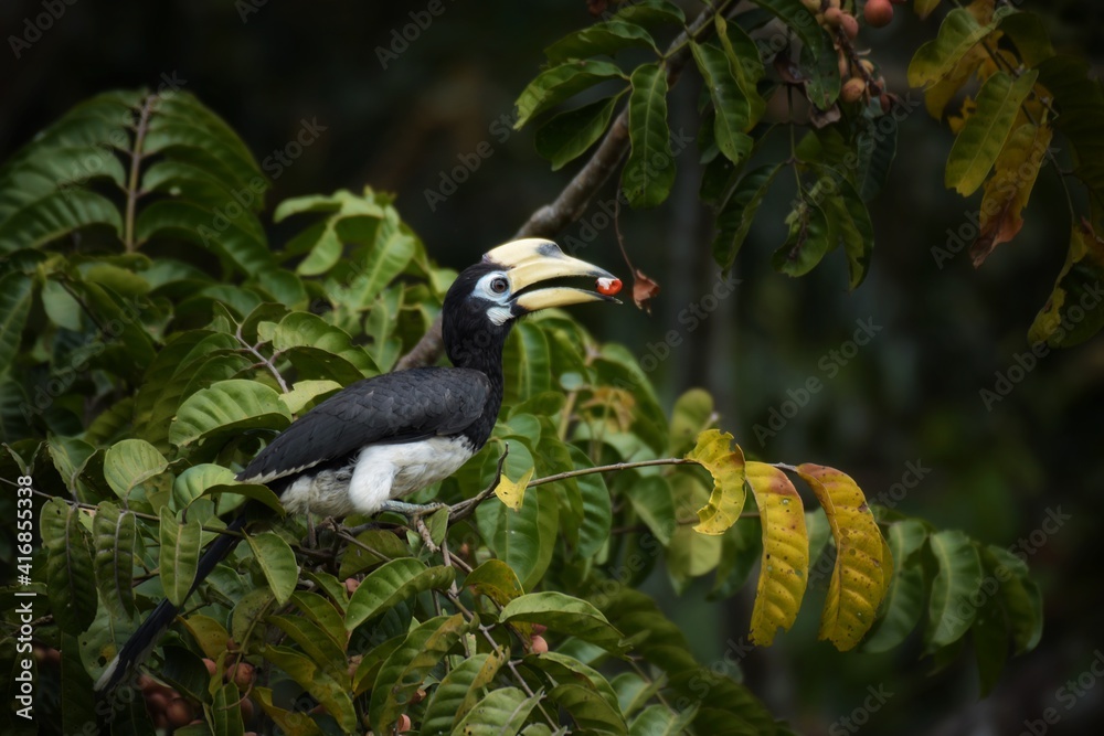 Fototapeta premium Black body,lower chest and white belly The skin around the eyes and the corners of the mouth are white.The mouth and large protrusion,white to light yellow.While flying,wings are black with white edge