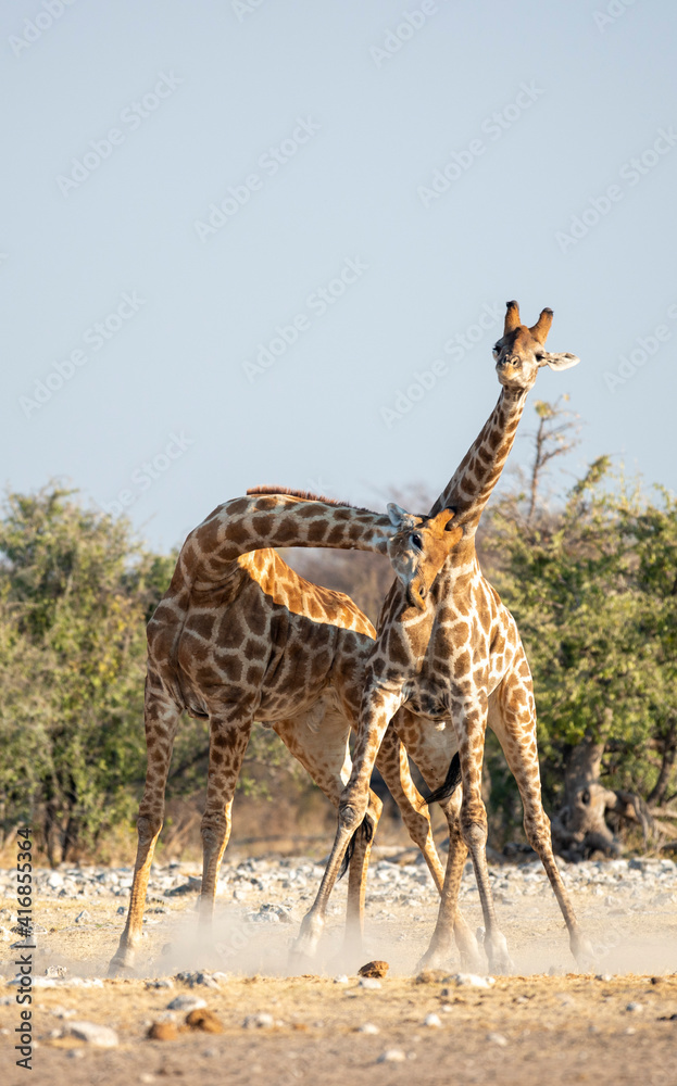 Obraz premium Etosha National Park Namibia, Africa giraffe fighting .