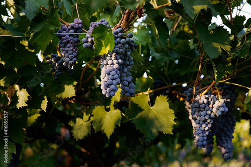 grapes in the vineyard