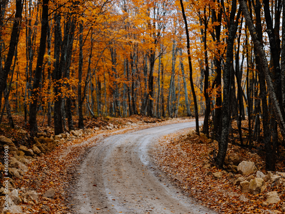 road path yellow leaves autumn forest nature fresh air tall trees