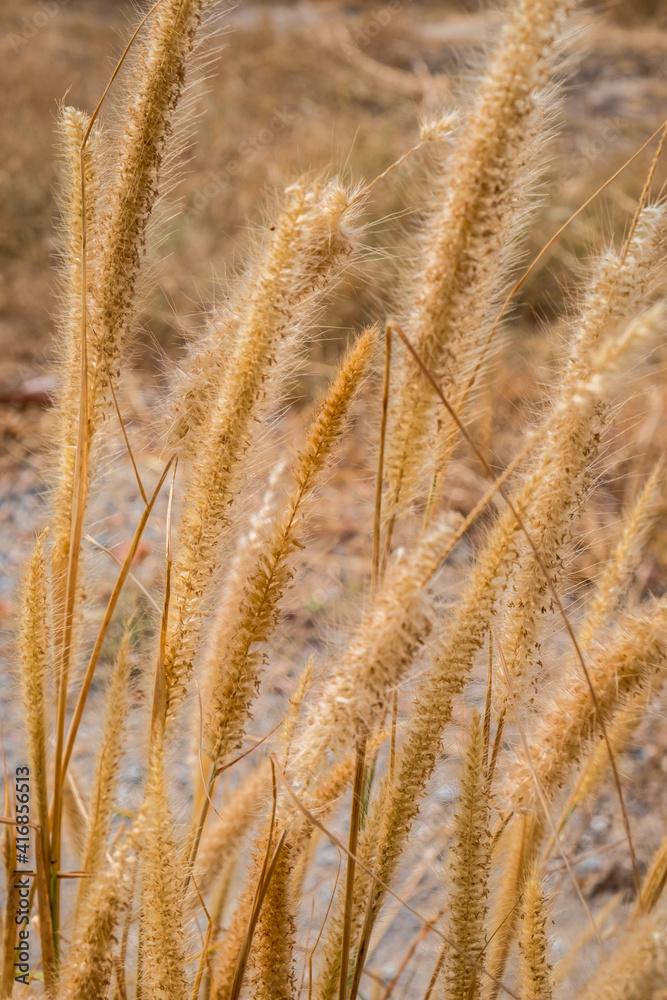 Fototapeta premium Dogtail grass 001