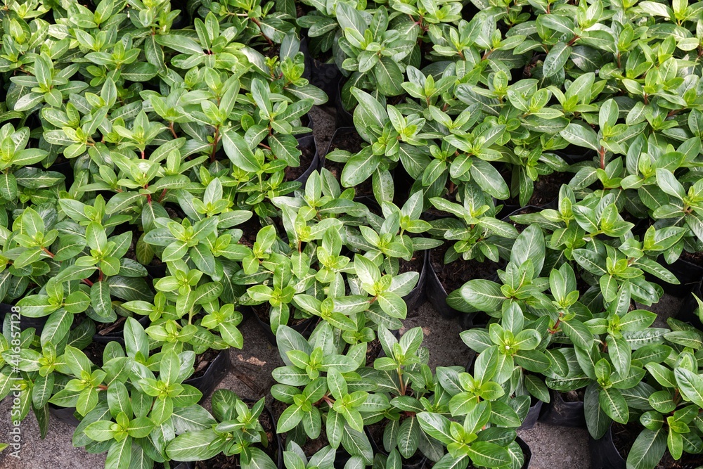 Fototapeta premium fresh green vinca rosea plant in nature garden