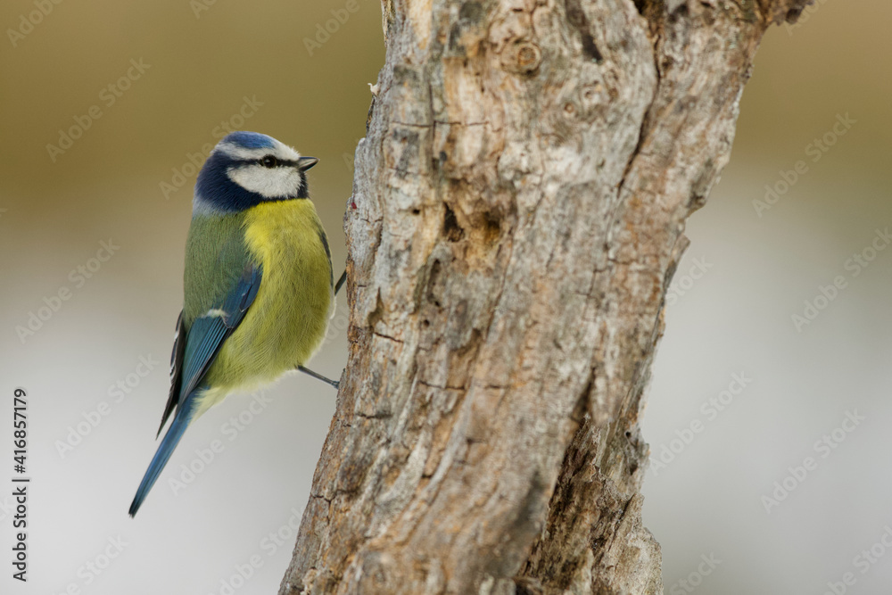 Eurasian Blue Tit (Cyanistes caeruleus) Eurasian Blue Tit (Cyanistes caeruleus)