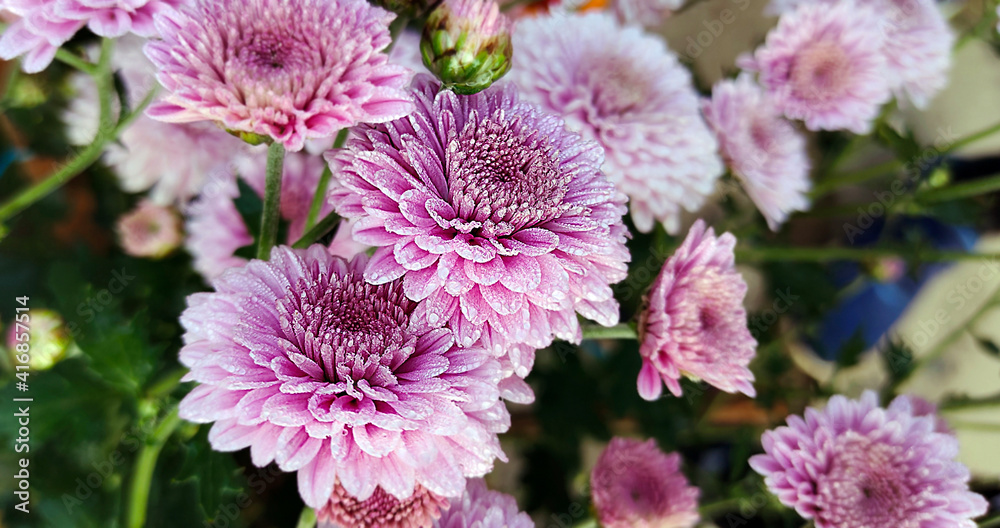 Beautiful china asters close up. Selective focus. Beautiful china asters close up. Selective focus.
