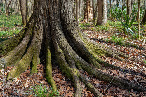 Pignut Hickory  Carya glabra  at San Felasco Hammock Preserve State Park  Florida