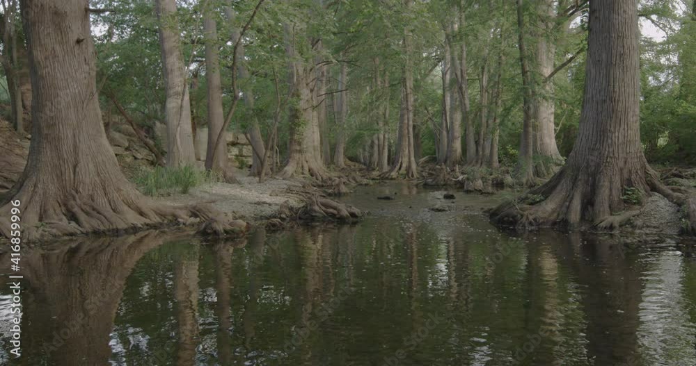 Tall Cypress trees line the banks of a creek in a park during summer Tall Cypress trees line the banks of a creek in a park during summer