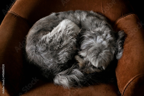 Gray haired dog, lying on a brown armchair, with the appearance of resting or sleeping indoors.