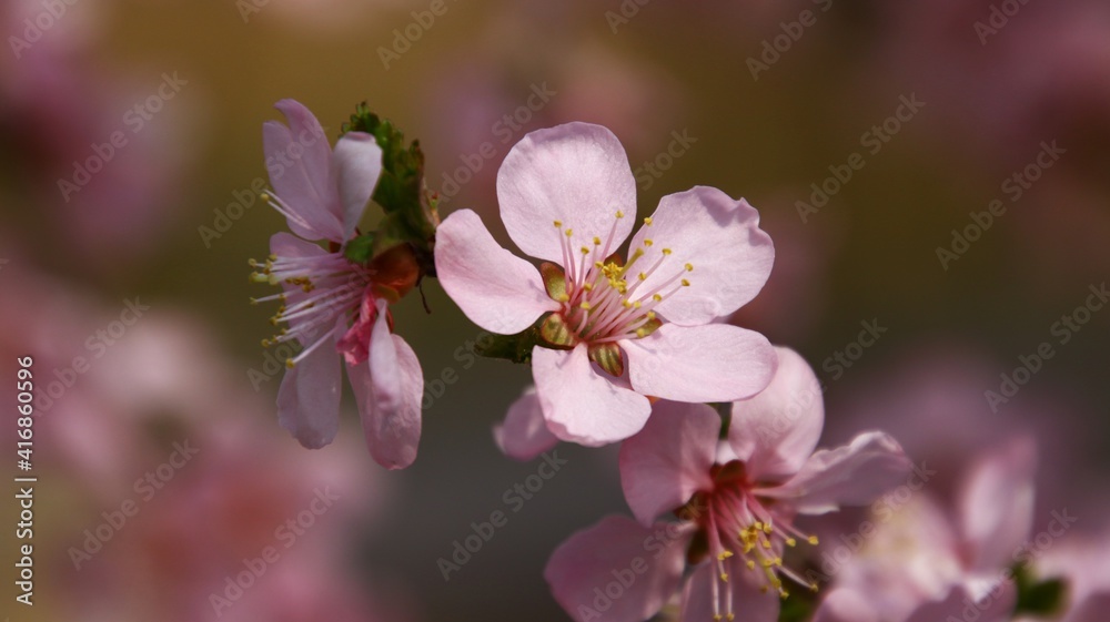 Close-up of spring blooming pink peach flowers, blur background Close-up of spring blooming pink peach flowers, blur background