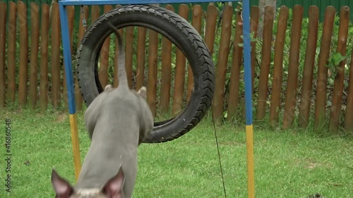 pit bull dog jumping the tire while playing and practicing agility exercise in a dog park