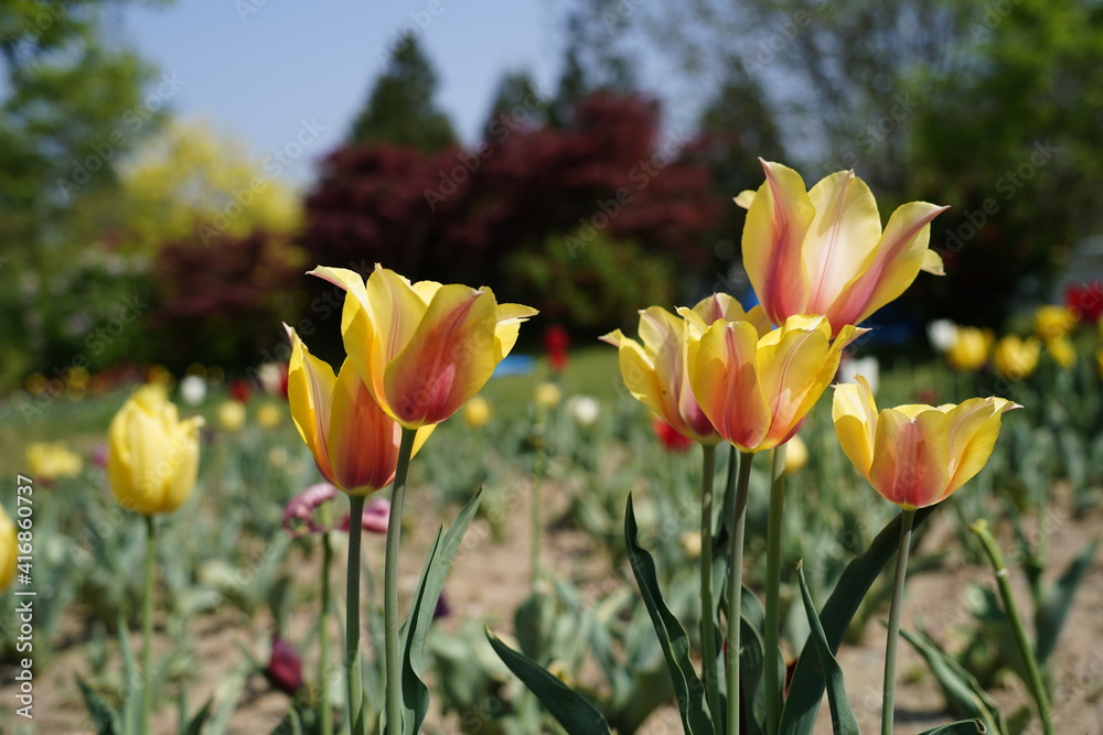 Closeup of blooming tulips in the garden, blur natural background