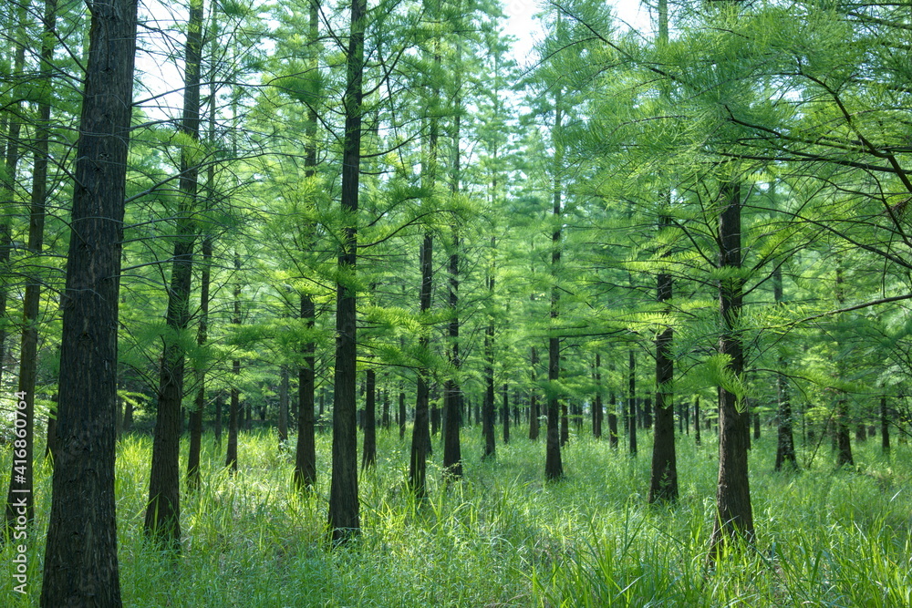 Naklejka premium Pine forest, the sun shining in the spring green forest