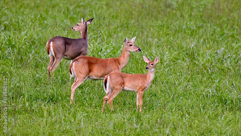 Three deer in green field in evening magic hour Three deer in green field in evening magic hour