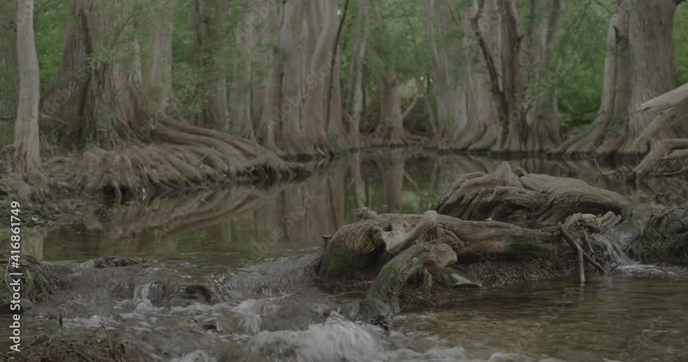 Tall Cypress trees line the banks of a creek in a park during summer Tall Cypress trees line the banks of a creek in a park during summer