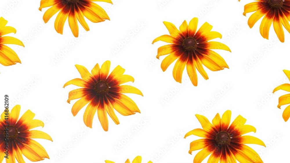 yellow garden flowers slowly rotate on a white background. abstract animated background. 3d render yellow garden flowers slowly rotate on a white background. abstract animated background. 3d render