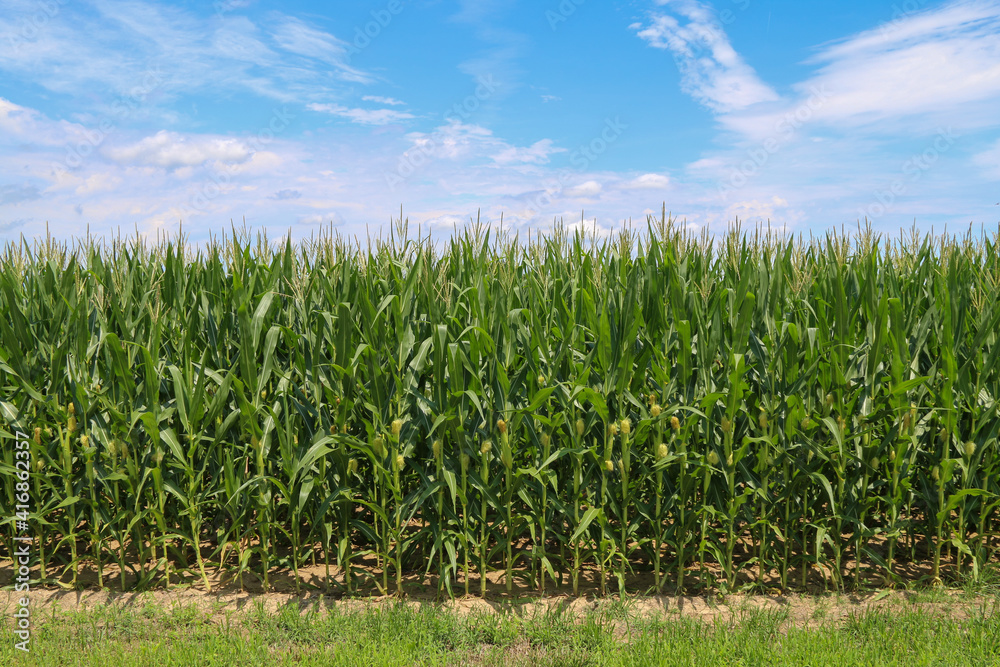 Fototapeta premium bright green corn field harvest time under a blue sky and white clouds