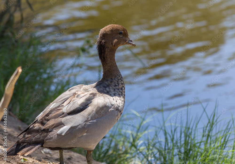 Australian Wood Duck