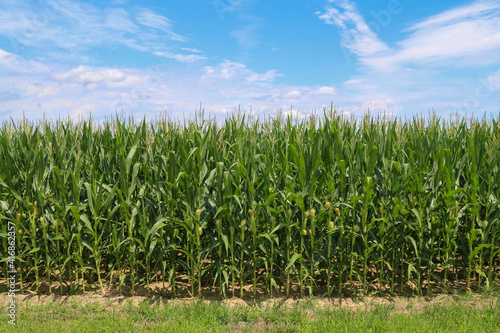 Fotografia, Obraz bright green corn field harvest time under a blue sky and white clouds
