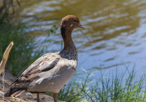 Australian Wood Duck