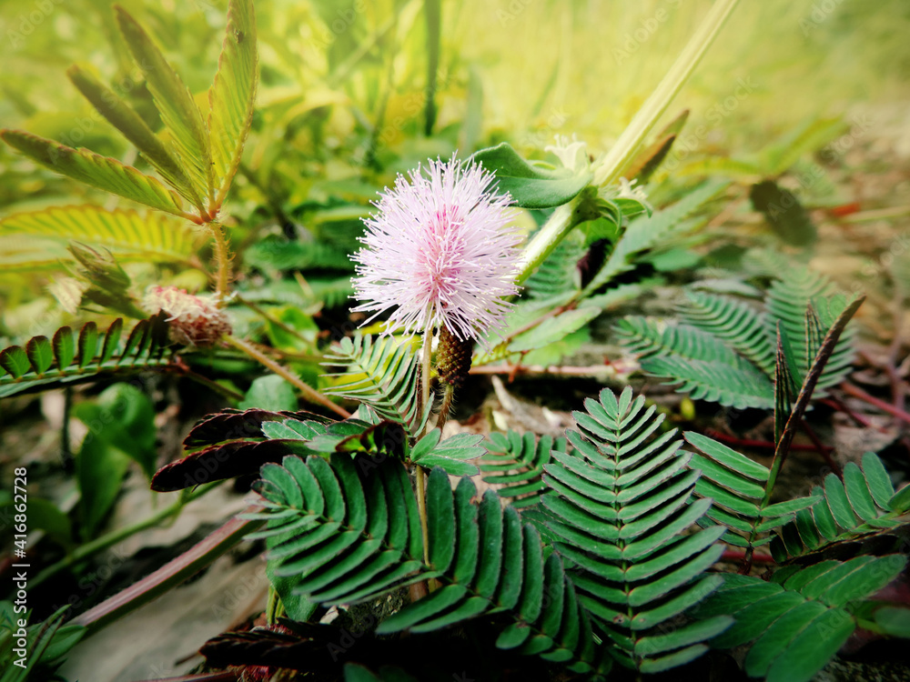 Fototapeta premium pink flower mimosa pudica in the sunlight, toned