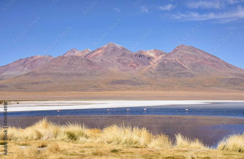 A flamboyance of James's, Andean, and Chilean flamingos on Laguna Hedionda, Salar de Uyuni, Bolivia