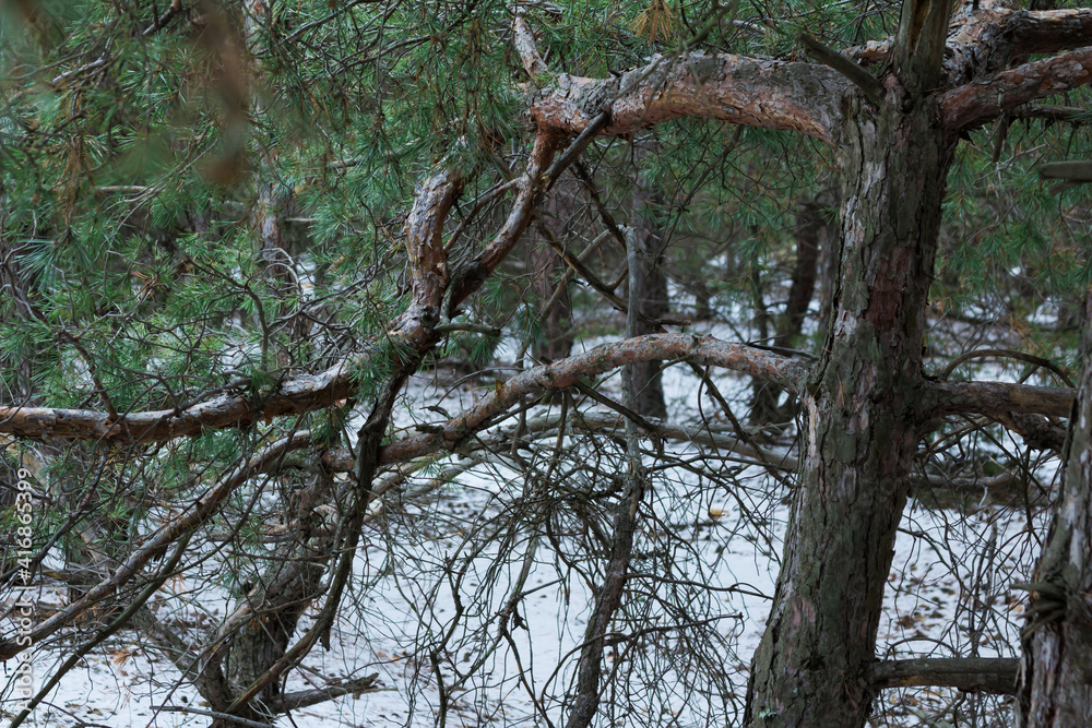 A snow-covered fallen tree in a spruce forest. On a dark winter day. A snow-covered fallen tree in a spruce forest. On a dark winter day.