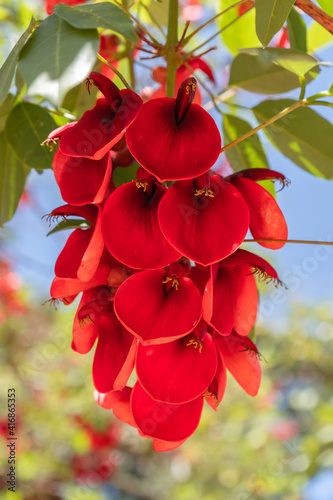 Ceibo flower cluster - Erythrina crista-galli. Called coral flower for the coral red color that characterizes them. Fabaceae family, legume. photo