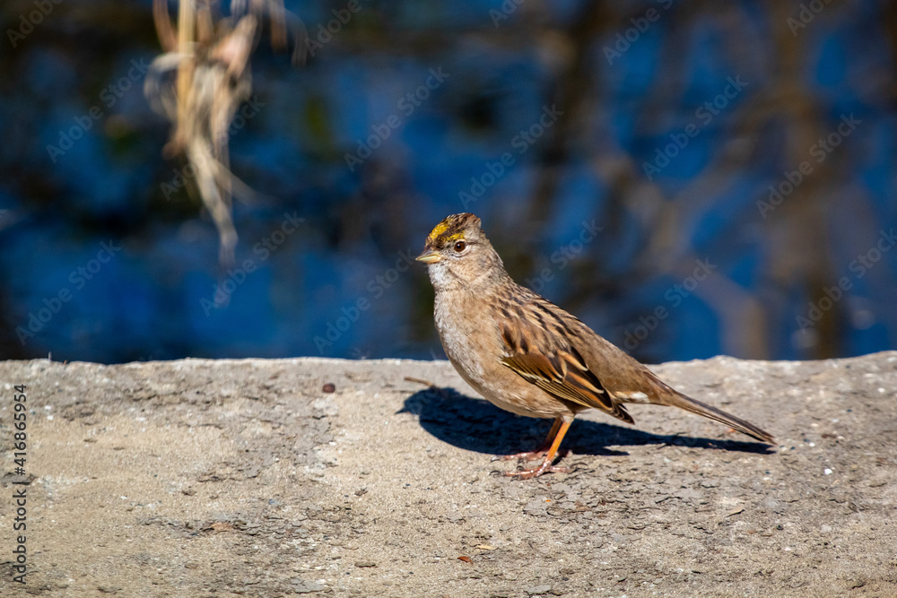 Fototapeta premium A little sparrow taking its spot