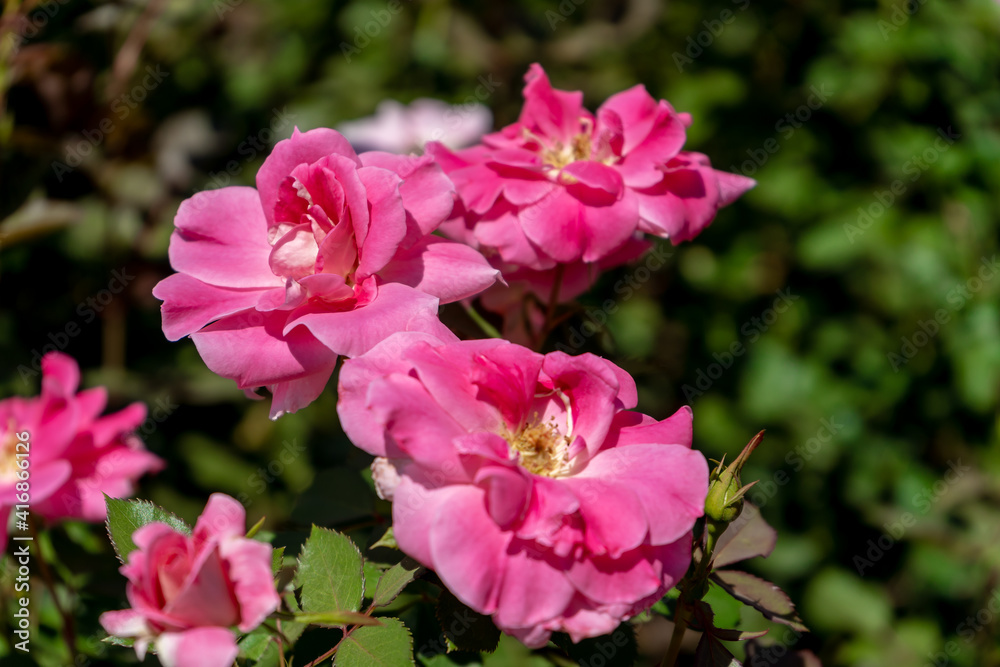 Beautiful variety of Rose grown in the Jardin Rosedal de Palermo in Buenos Aires, Argentina. Foreground.