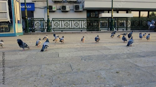 Slow motion close-up pigeons walking in the city park.