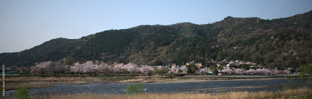 Landscape of kyoto in Japan of mountains and cherry trees on their slopes